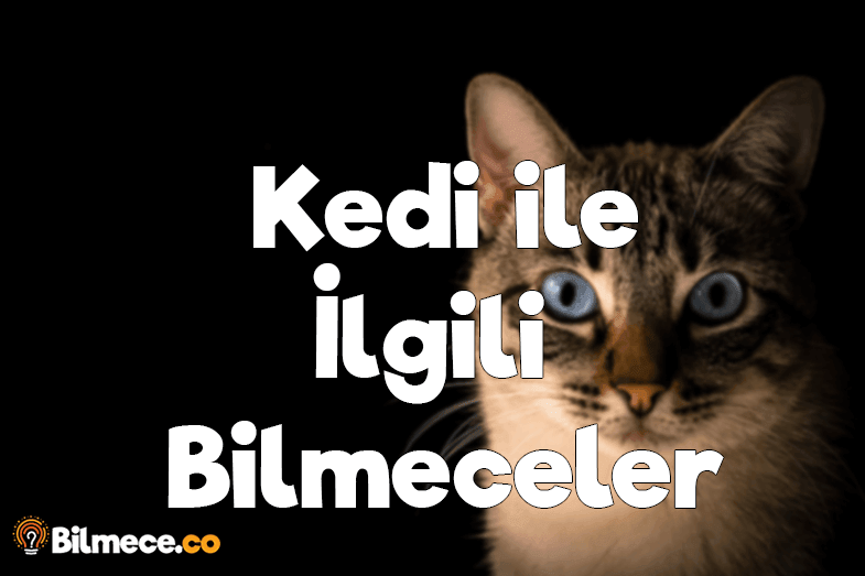 Kedi ile ilgili bilmeceler